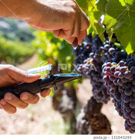 Cannonau grapes. Agronomist measures the level of sugars in grapes with the refractometer. Agriculture. 131043293
