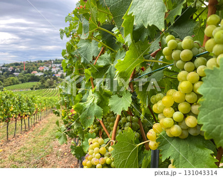 Fresh Grapes Growing on Vineyard Branches in Austria 131043314