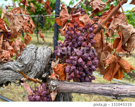 Withered Dried Grape Vine, Bad Care or Damaged by Disease. Withered Dried Grape Vine, Bad Care or Damaged by Disease. 131043319