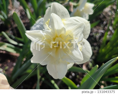 Beautiful blooming narcissus flower variety Amira close-up. Blooming daffodil flower with white petals in inflorescence with green leaves growing in ground on sunny spring day. Agricultural farming Beautiful blooming narcissus flower variety Amira close-up. Blooming daffodil flower with white petals in inflorescence with green leaves growing in ground on sunny spring day. Agricultural farming 131043375