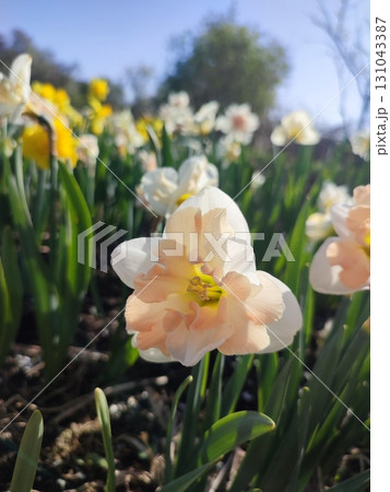 Blossoming flower of the narcissus variety Palmares close-up. Beautiful daffodils flower with white and pink petals in an inflorescence on a green stem growing in the ground on a sunny spring day 131043387