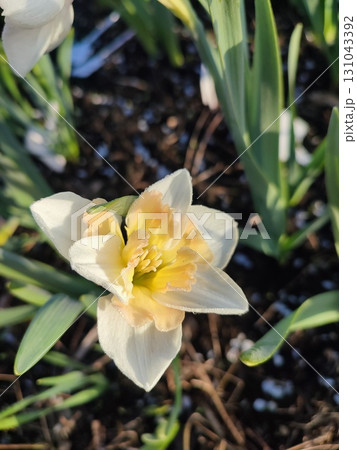 Narcissus Casanova. Blooming daffodil flower with white orange petals on green stem growing in black soil on sunny spring day. Selection breeding of flowers. Agricultural farming and gardening Narcissus Casanova. Blooming daffodil flower with white orange petals on green stem growing in black soil on sunny spring day. Selection breeding of flowers. Agricultural farming and gardening 131043392