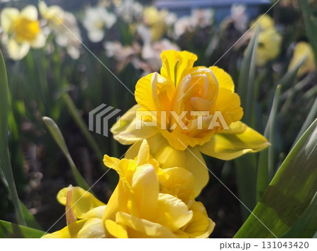 Beautiful blooming blossoming daffodil flowers. Blooming narcissus flower with yellow petals and green leaves in garden on sunny spring day. Selection breeding flowers. Agricultural farming gardening 131043420