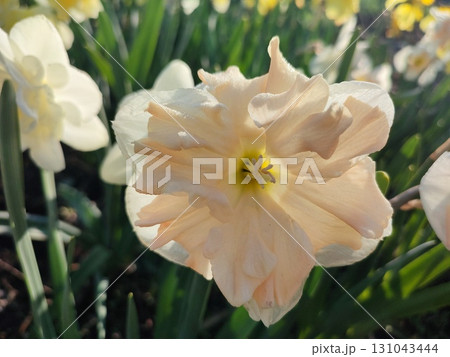 Beautiful blooming narcissus flower on sunny spring day. Varietal flower of narcissus variety Apricot Whirl. Pink petals on white petals in inflorescence with stamens on green stem leaves in ground 131043444