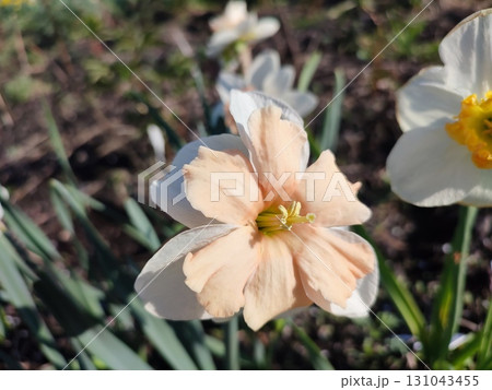 Narcissus Split Crown Electrus. Blooming daffodil flower with white pink petals on green stem growing in black soil on sunny spring day. Selection breeding of flowers. Agricultural farming gardening 131043455