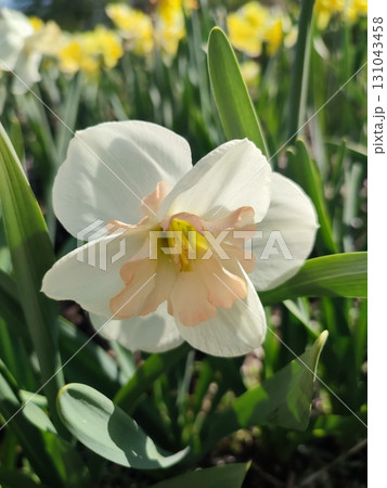 Narcissus Casanova. Blooming daffodil flower with white orange petals on green stem growing in black soil on sunny spring day. Selection breeding of flowers. Agricultural farming gardening Vertical Narcissus Casanova. Blooming daffodil flower with white orange petals on green stem growing in black soil on sunny spring day. Selection breeding of flowers. Agricultural farming gardening Vertical 131043458