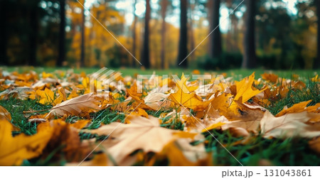 Colorful Autumn Leaves Covering the Ground in a Serene Forest Setting With Trees in the Background. 131043861