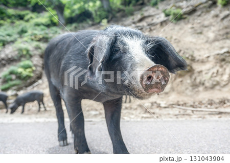 cute wildlife Nustral pigs in contryside, Evisa, Corsica, France. Porcu nustrale in Corse outdoor on roads danger 131043904