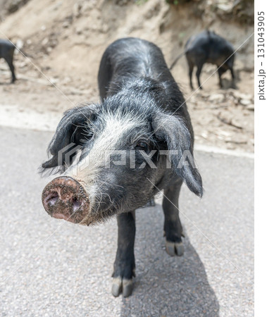 cute wildlife Nustral pigs in contryside, Evisa, Corsica, France. Porcu nustrale in Corse outdoor on roads danger 131043905