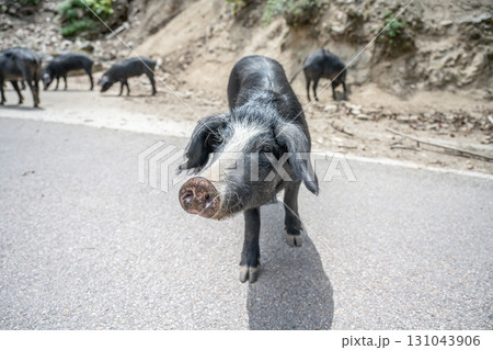 cute wildlife Nustral pigs in contryside, Evisa, Corsica, France. Porcu nustrale in Corse outdoor on roads danger 131043906