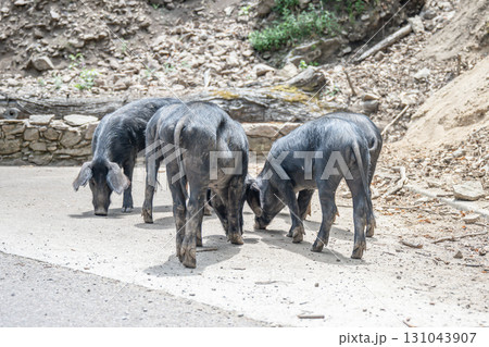 cute wildlife Nustral pigs in contryside, Evisa, Corsica, France. Porcu nustrale in Corse outdoor on roads danger 131043907