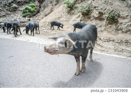 cute wildlife Nustral pigs in contryside, Evisa, Corsica, France. Porcu nustrale in Corse outdoor on roads danger 131043908