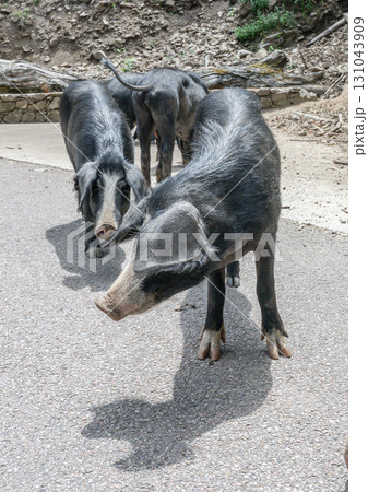 cute wildlife Nustral pigs in contryside, Evisa, Corsica, France. Porcu nustrale in Corse outdoor on roads danger 131043909