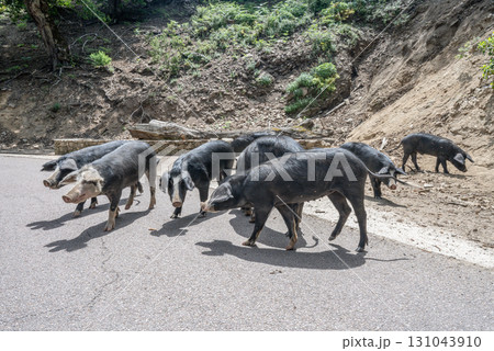 cute wildlife Nustral pigs in contryside, Evisa, Corsica, France. Porcu nustrale in Corse outdoor on roads danger 131043910