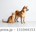 仲良く隣り合って並ぶ柴犬と茶トラ猫 131044153