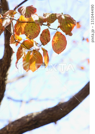 色づくハナミズキの葉 【空背景】 131044490