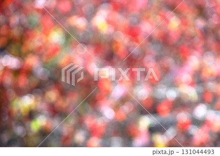 ハナミズキの紅葉のアウトフォーカス 【丸ボケ】 【ぼかし】 131044493