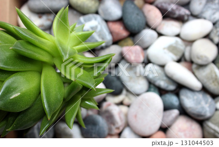 Green Plant On A Pebble Stones With Quartz Veins Live Nature Background Green Plant On A Pebble Stones With Quartz Veins Live Nature Background 131044503