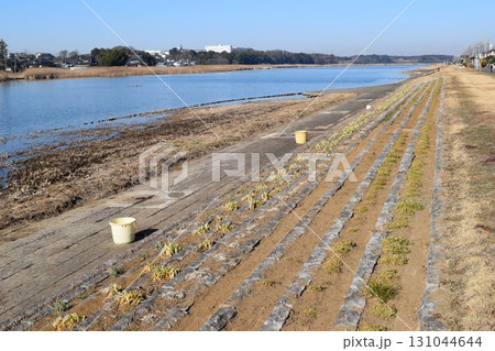 谷田川 牛久沼に流入 茨城県 谷田川 牛久沼に流入 茨城県 131044644