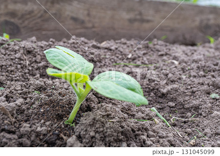 Young green seedling emerging from soil in garden bed 131045099