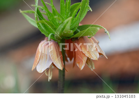 Close-up of orange fritillaria flowers with dew in a garden setting 131045103