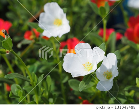 白いポーチュラカ 131045489