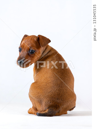 A red-haired miniature pinscher puppy sits with its back turned to the camera. isolated on a white background A red-haired miniature pinscher puppy sits with its back turned to the camera. isolated on a white background 131045535