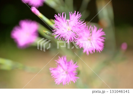秋の七草 カワラナデシコの花 秋の七草 カワラナデシコの花 131046141