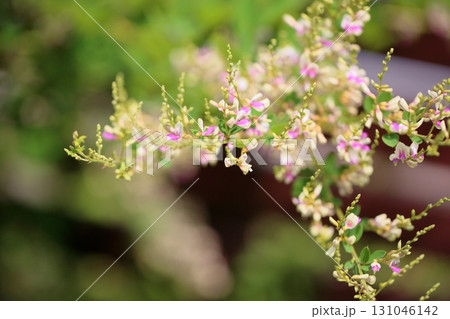 秋の七草 ハギの花 秋の七草 ハギの花 131046142
