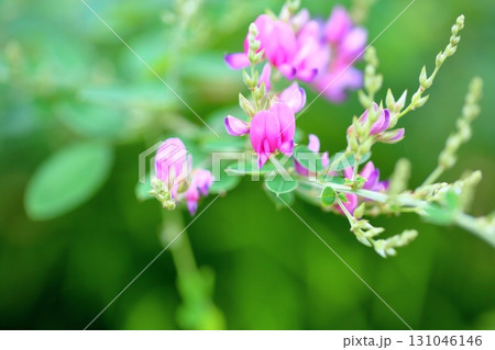 秋の七草　ハギの花 131046146