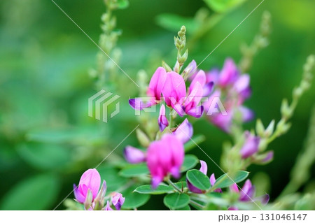 秋の七草 ハギの花 秋の七草 ハギの花 131046147