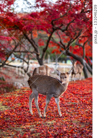 奈良公園の秋、子鹿 131046209