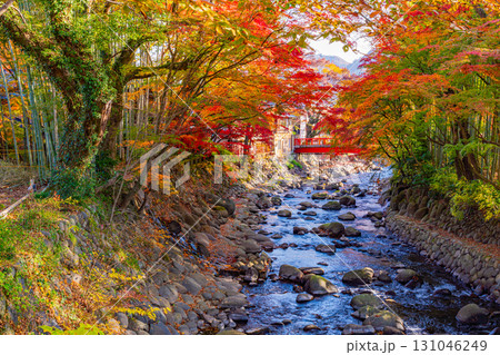 【静岡県】修善寺温泉　桂川の紅葉 131046249