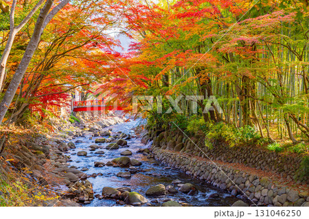 【静岡県】修善寺温泉　桂川の紅葉 131046250