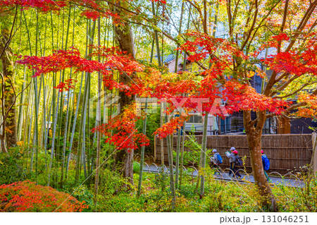 【静岡県】修善寺温泉　桂川の紅葉 131046251
