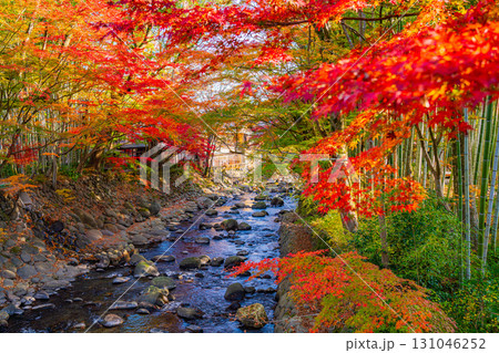 【静岡県】修善寺温泉 桂川の紅葉 【静岡県】修善寺温泉 桂川の紅葉 131046252