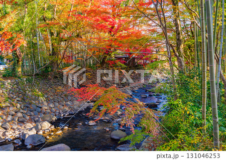 【静岡県】修善寺温泉 桂川の紅葉 【静岡県】修善寺温泉 桂川の紅葉 131046253