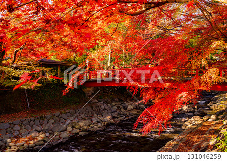 【静岡県】修善寺温泉　桂川の紅葉 131046259