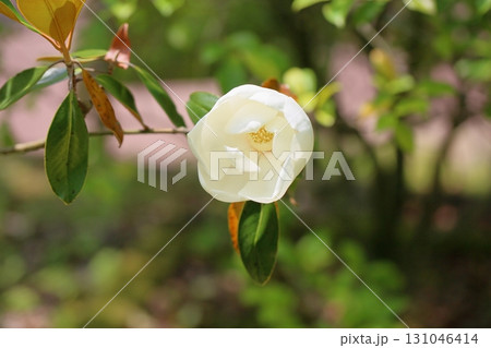 クロバナロウバイの花　ホワイトドレス 131046414