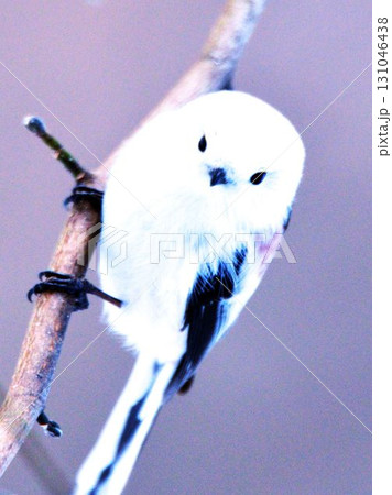 可愛い野鳥のシマエナガ 可愛い野鳥のシマエナガ 131046438