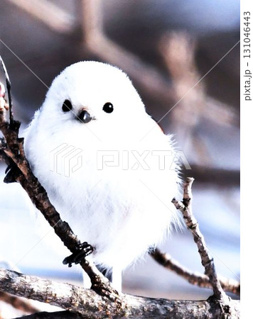 可愛い野鳥のシマエナガ 131046443