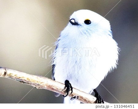 可愛い野鳥のシマエナガ 可愛い野鳥のシマエナガ 131046451