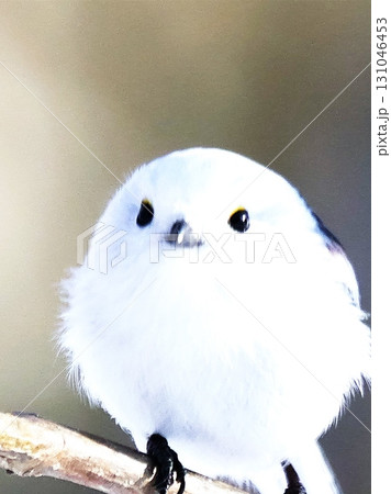 可愛い野鳥のシマエナガ 131046453