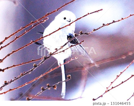 可愛い野鳥のシマエナガ 131046455