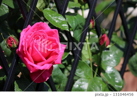 バラの花　鮮やかな赤！！ 131046456