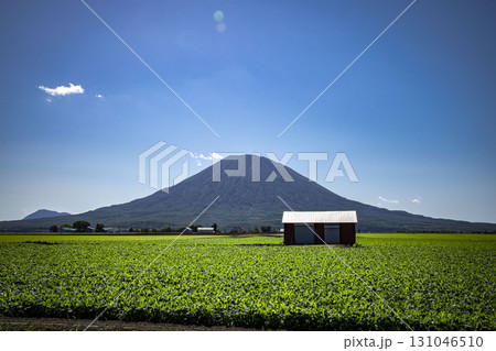 北海道倶知安町の風景 北海道倶知安町の風景 131046510