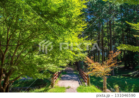 尾高観音 参道 音無川《三重県 三重郡 菰野町》 131046590