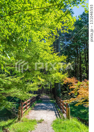 尾高観音 参道 音無川《三重県 三重郡 菰野町》 尾高観音 参道 音無川《三重県 三重郡 菰野町》 131046593