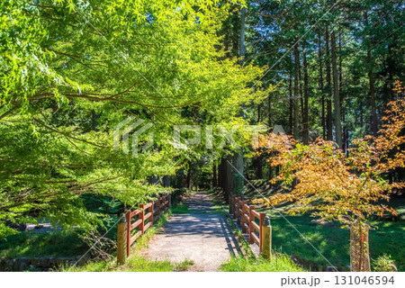尾高観音 参道 音無川《三重県 三重郡 菰野町》 131046594