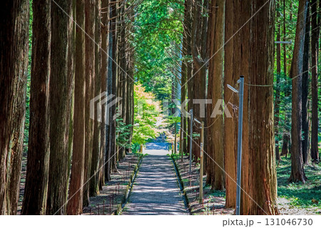 尾高観音 檜の木立の中を行く参道《三重県 三重郡 菰野町》 131046730